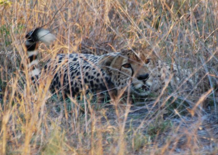 A Cheetah