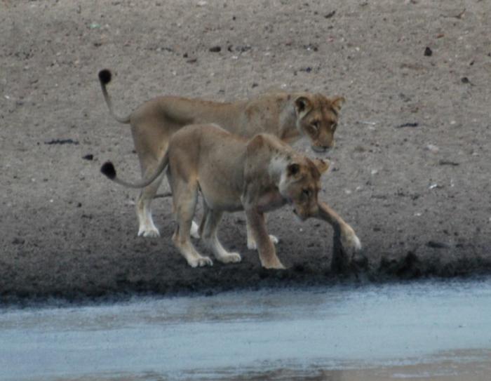 Two Lions at the Transport Dam