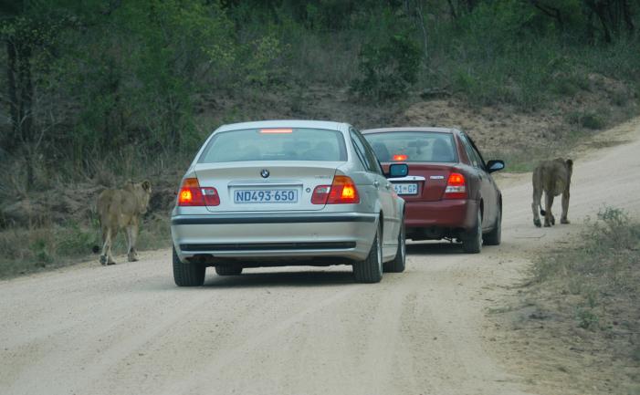 Lions sharply observed by game watchers