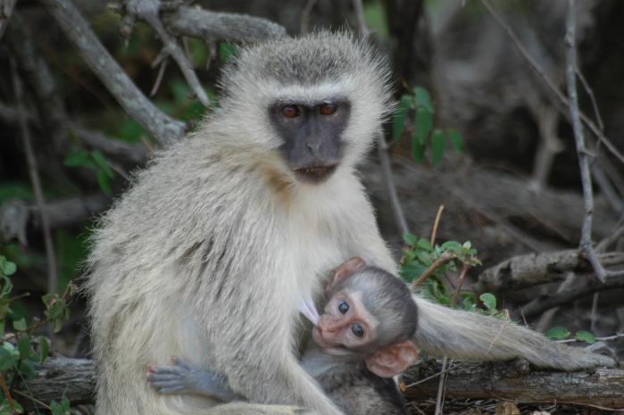 Vervet Monkey with baby