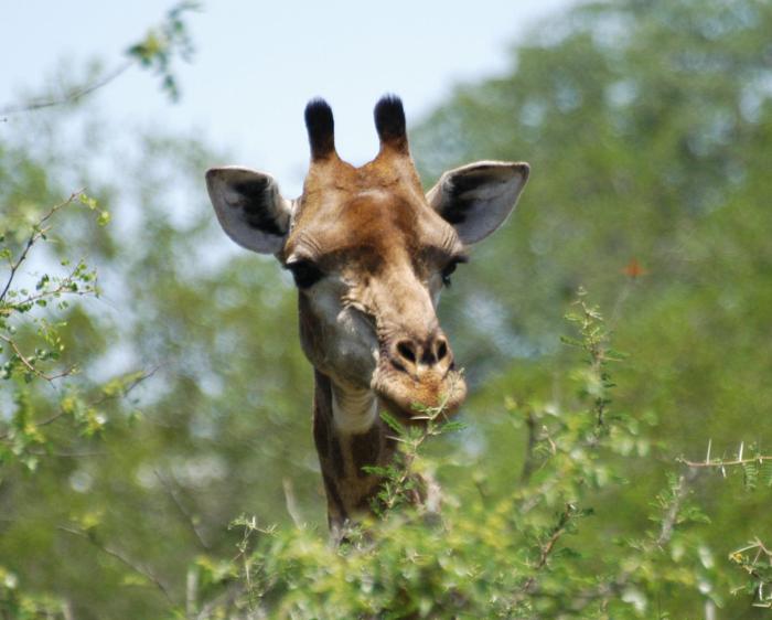 Giraffe looking through branches in a tree