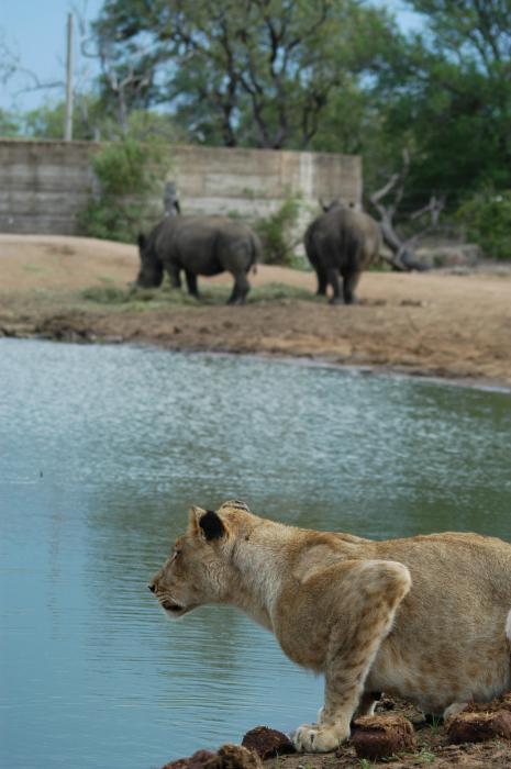 Lion at Waterhole with 2 Rhinos in distance at Tschukudu Game Reserve