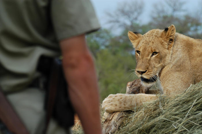 Lion on morning walk at Tschukudu Game Reserve