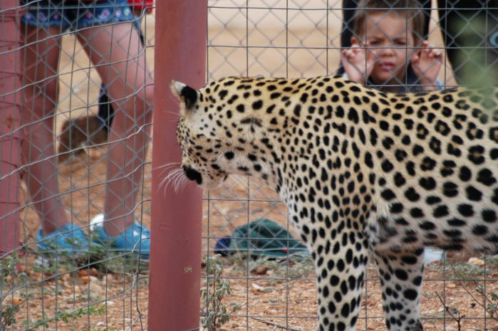 Even though this Leopard is tame she is not trusted around children