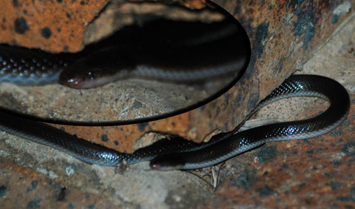 Atractaspis bibronii - Burrowing Adder