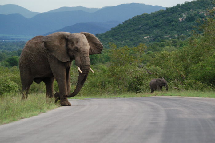 Elephant crossing the road in Kruger Park