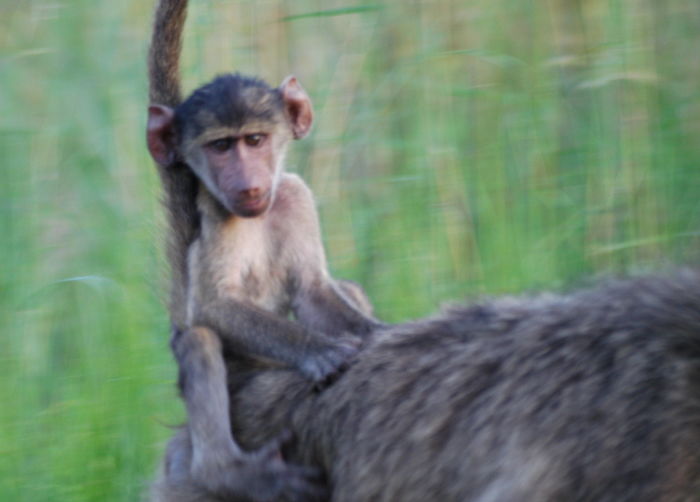 Baby baboon riding on his mother's back