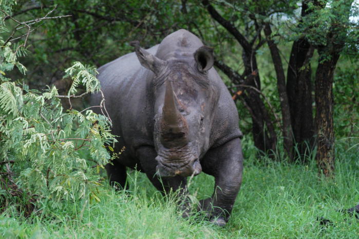 A rhino emerges from the foilage