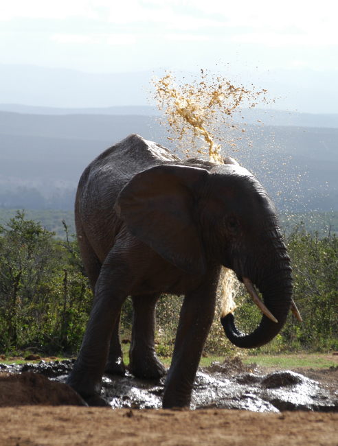 Elephant enjoying a mudbath in Addo Elephant park