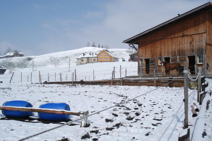 Farmhouses in snowy Appenzell