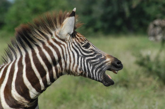 Young zebra in Kruger Park